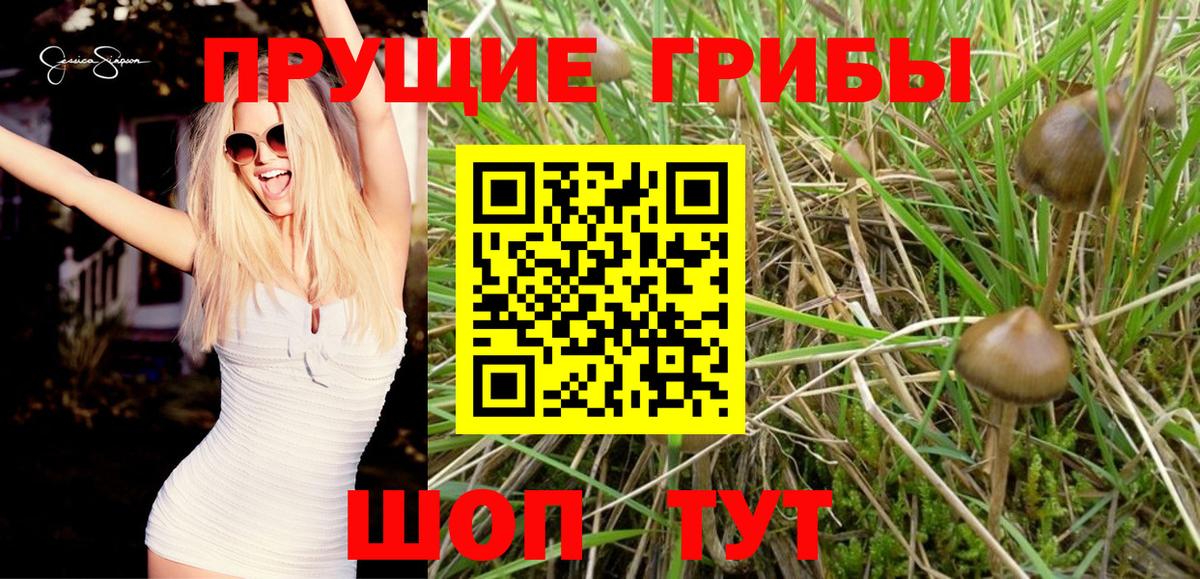 Новоалександровск  Псилоцибиновые грибы Psilocybe  наркошоп  Вход с VPN 